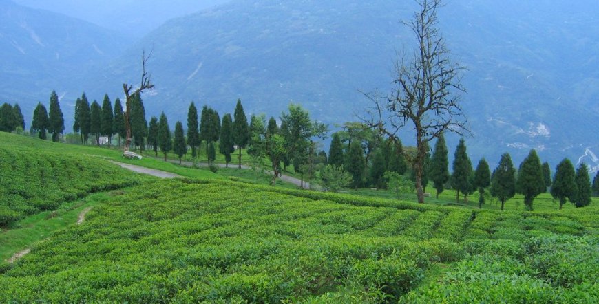 munnar-tea-garden