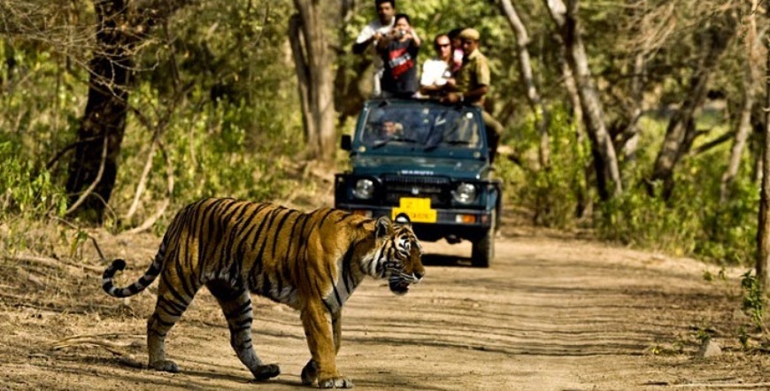 wildlife-safari