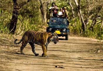 wildlife-safari